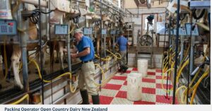 Packing Operator Open Country Dairy New Zealand