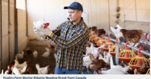 Poultry Farm Worker Ebbetts Meadow Brook Farm Canada