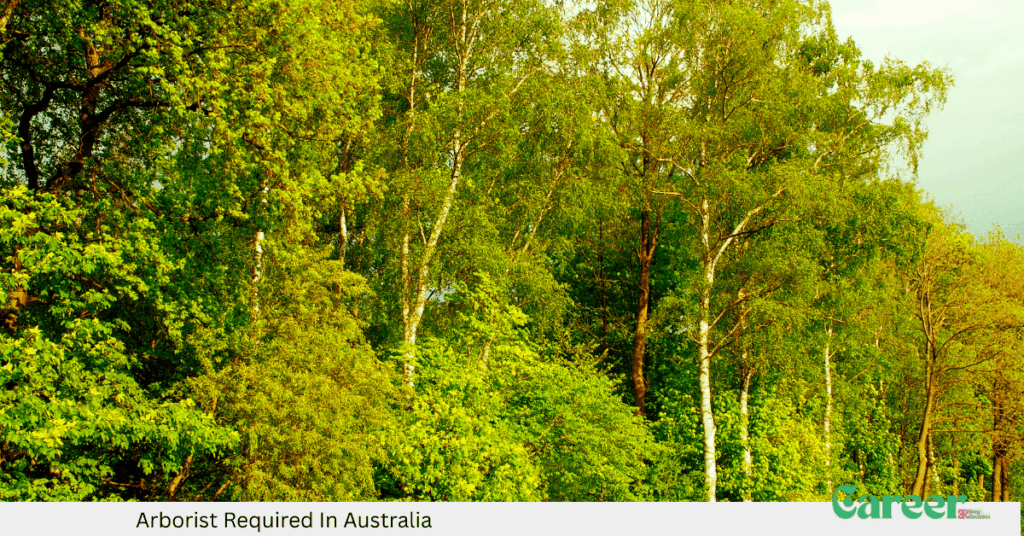 Arborist Required In Australia