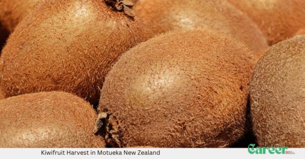 Kiwifruit Harvest in Motueka New Zealand
