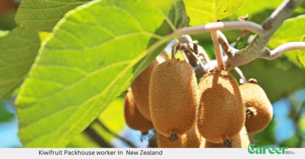 Kiwifruit Packhouse worker In New Zealand