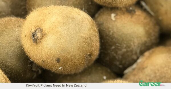 Kiwifruit Pickers Need In New Zealand