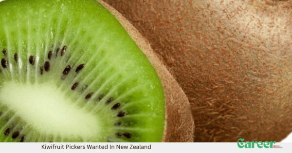 Kiwifruit Pickers Wanted In New Zealand