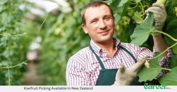 Kiwifruit Picking Available In New Zealand