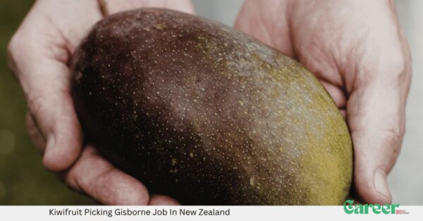 Kiwifruit Picking Gisborne Job In New Zealand