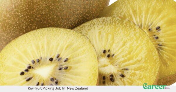 Kiwifruit Picking Job In New Zealand