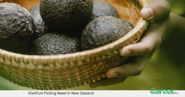 Kiwifruit Picking Available Need In New Zealand