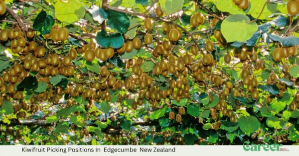 Kiwifruit Picking Positions In Edgecumbe New Zealand