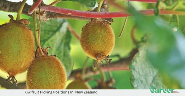 Kiwifruit Picking Positions In New Zealand