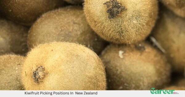 Kiwifruit Picking Positions In New Zealand